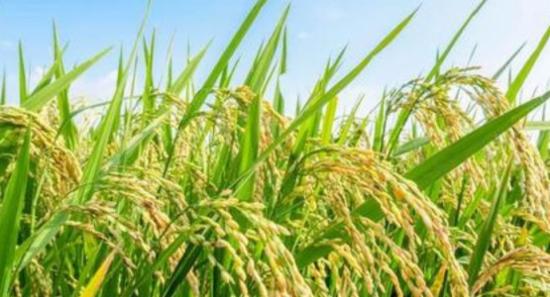 Paddy Harvest for Maha Season Expected to Drop